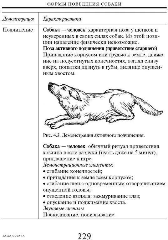 Поведение собак характеристика. Поведение собак. Виды поведения собак. Признаки поведения собак. Примеры поведения собаки.