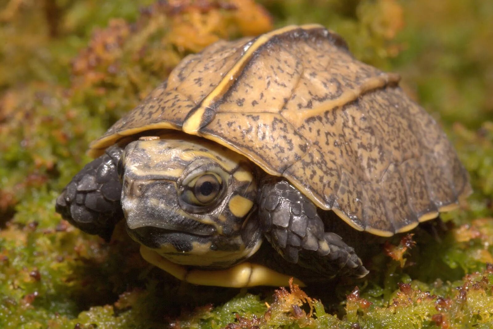 Красноухая Болотная черепаха. Cuora mouhotii. Красноухая Болотная черепаха аквариум. Улитка черепаха аквариумная.