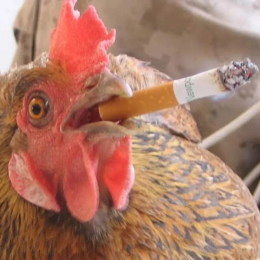 Курица открывает рот. Петух с сигаретой. Курящий пет. Куры курят.