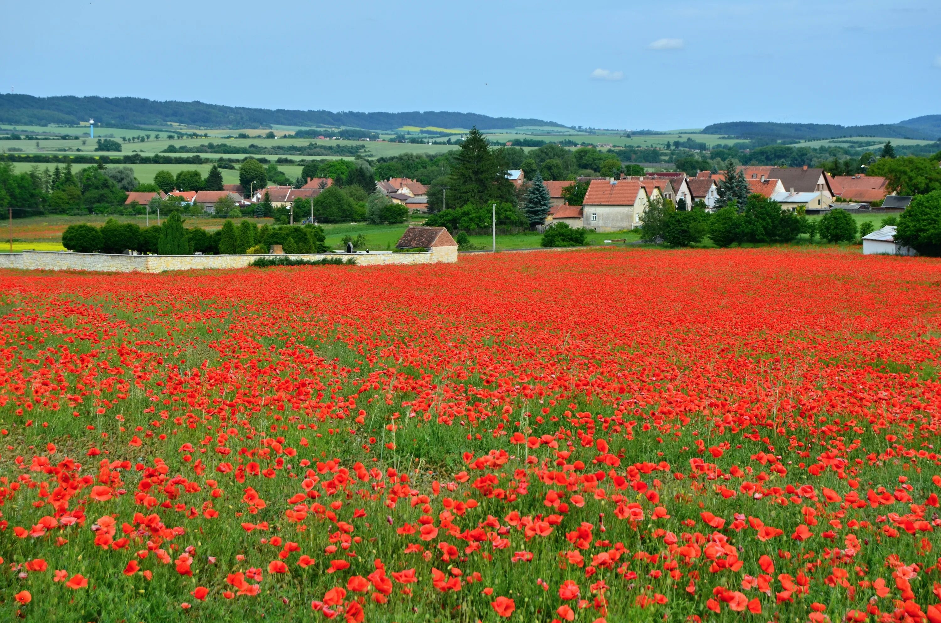 Red village. Маковые поля в Болгарии. Село красный Мак. Маковые поля село Луговое село Заречное. Красное поле Краснодарский край.