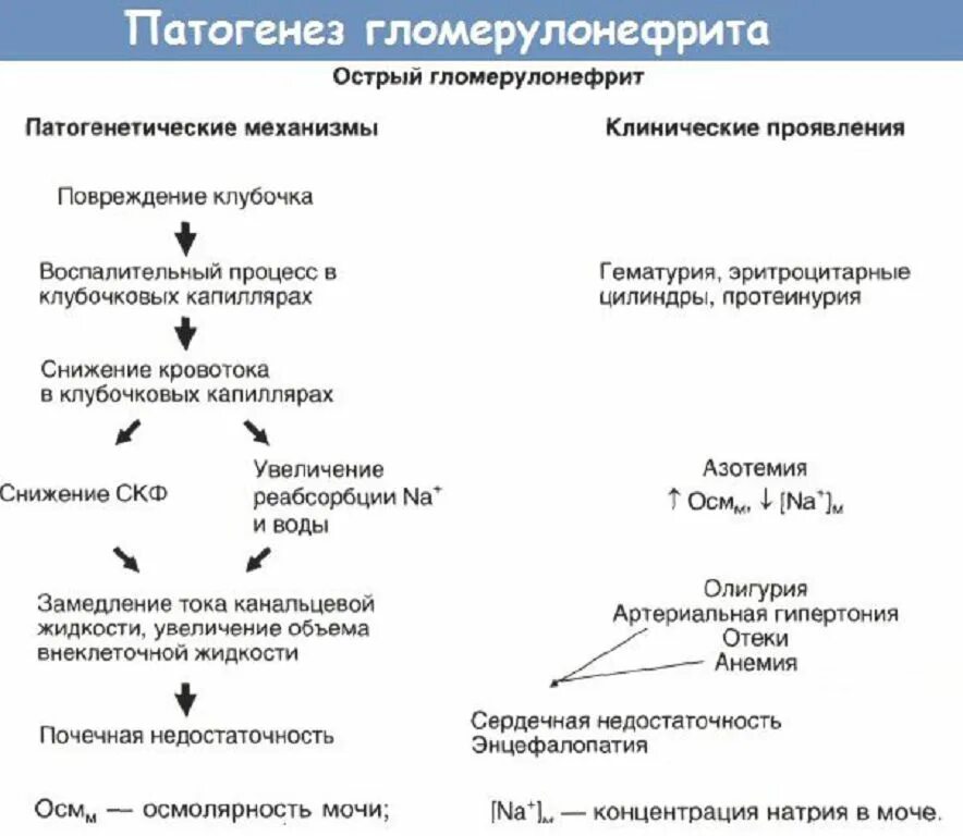 Патогенез и клиническая картина. Механизм развития острого гломерулонефрита. Патогенез гломерулонефрита схема. Иммунные механизмы патогенез гломерулонефрита. Стрептококковый гломерулонефрит патогенез.