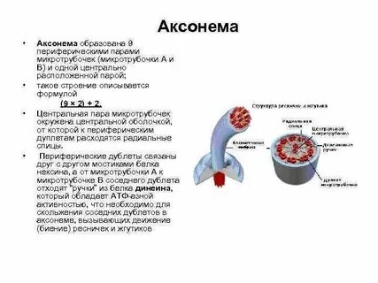 Жгутики состоящие из белка