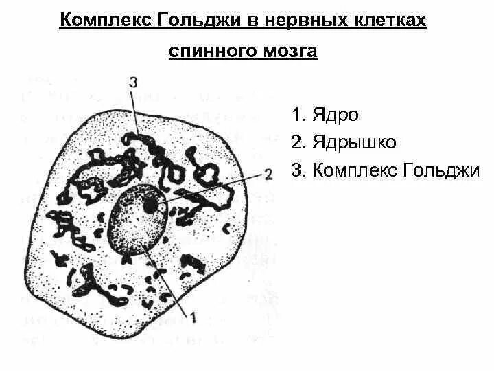 Пластинчатые клетки. Комплекс Гольджи в нервных клетках спинномозгового узла. Препарат комплекс Гольджи в нервных клетках спинального ганглия. Аппарат Гольджи в нервных клетках спинального ганглия рисунок. Аппарат Гольджи в клетках спинального ганглия кошки.