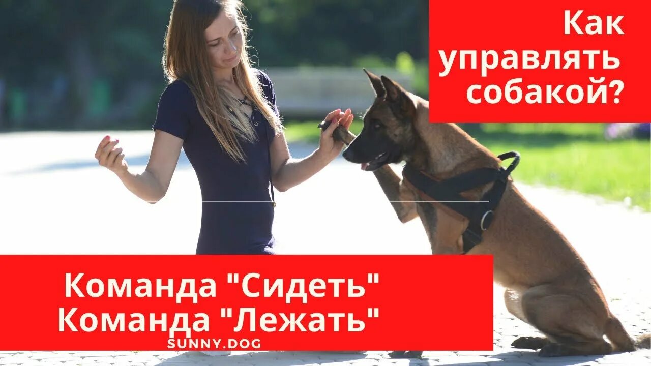 Как обучить команду сидеть