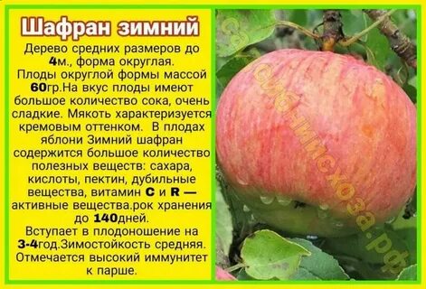 Сорт шафран фото и описание