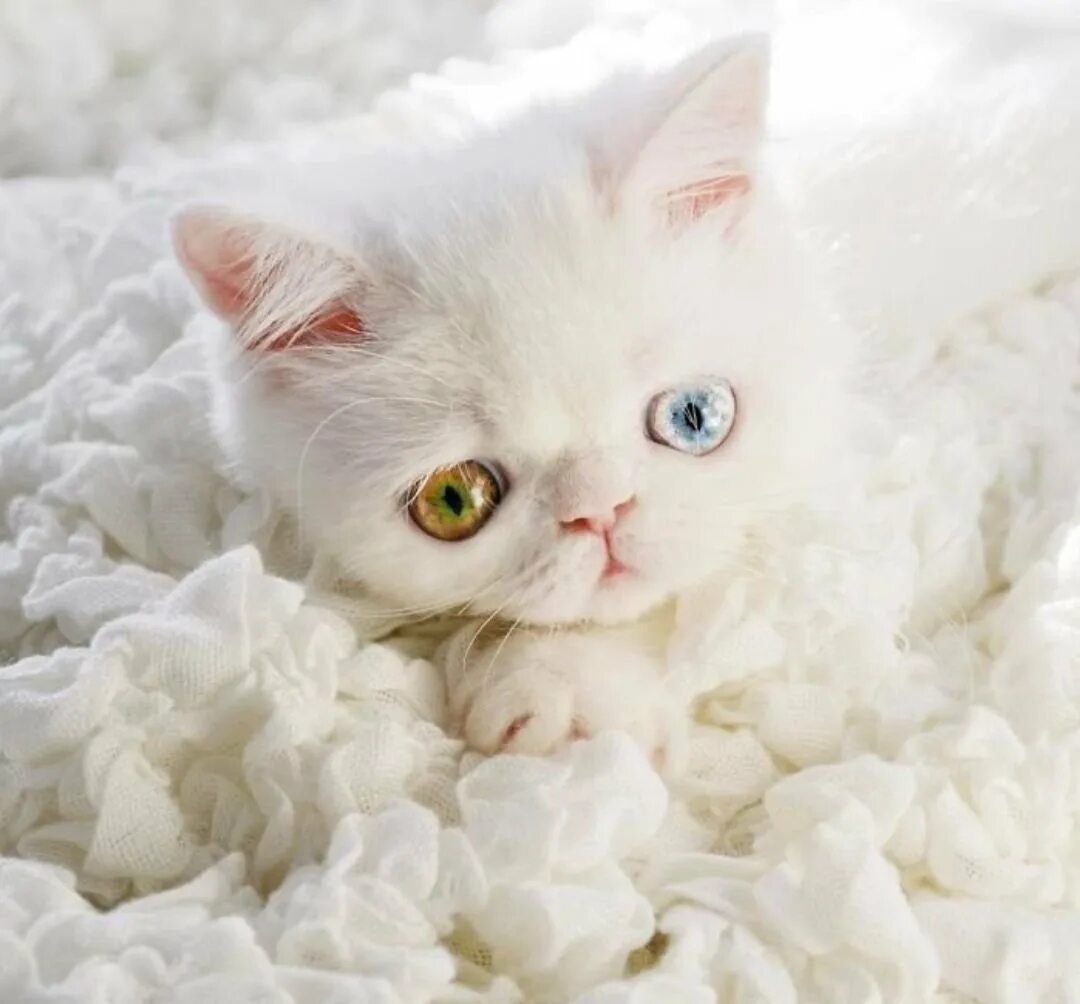 Белые кошечки картинки. Пушистый белый кот с гетерохромией. Кошка белая. Красивые котята. Белый котенок.