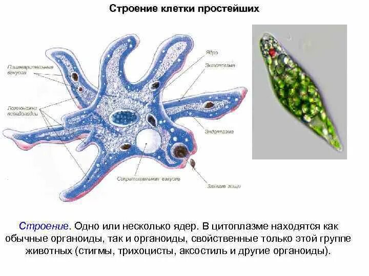 Части строения простейших. Протисты строение. Протисты строение клетки. Строение простейшей клетки. Строение клетки простейшего амебы.