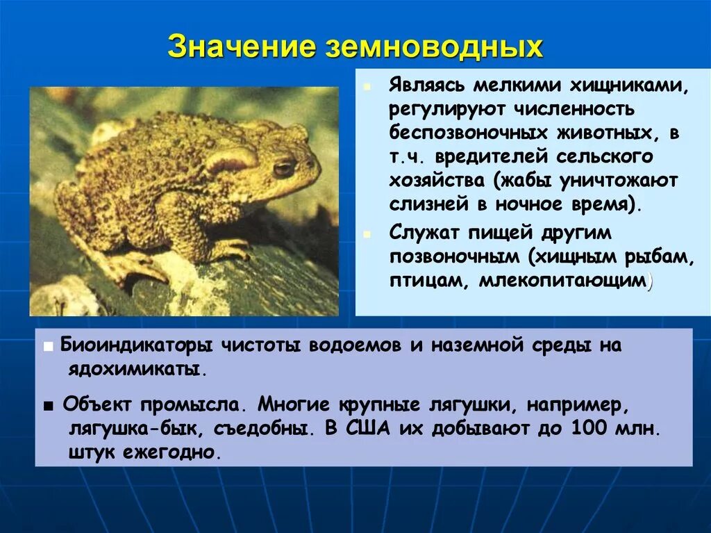 Аргументируйте вывод о происхождении земноводных. Роль амфибий в природе. Значение земноводных. Особенности земноводных животных. Роль земноводных в природе.