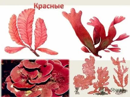 Красные водоросли сканворд 4