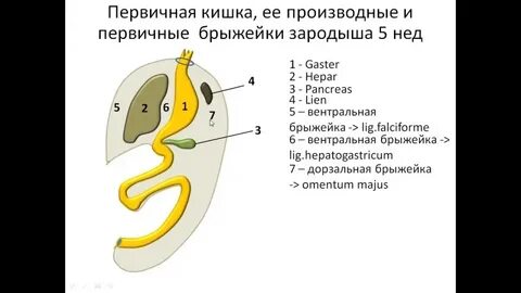 Кишечник эмбриона