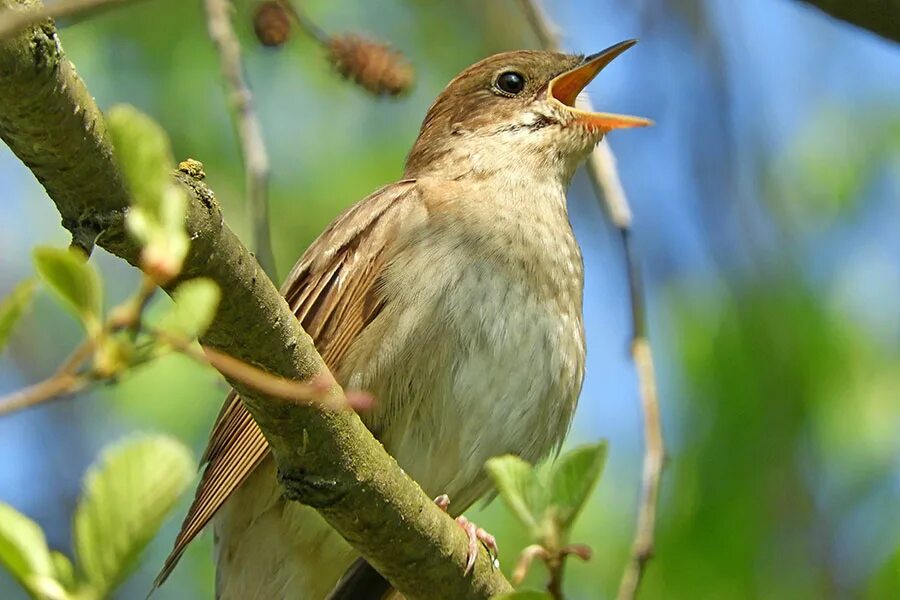банкетный зал соловьиный курск. курский соловей символ курска памятник. соловьиный курск. курский соловей. банкетный зал соловьиный курск мегагринн.