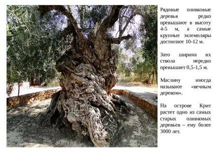 Дерево называют живым ископаемым