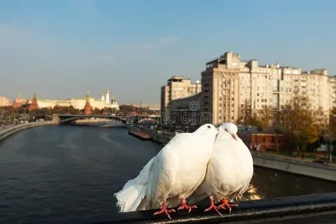 Белые голуби москва