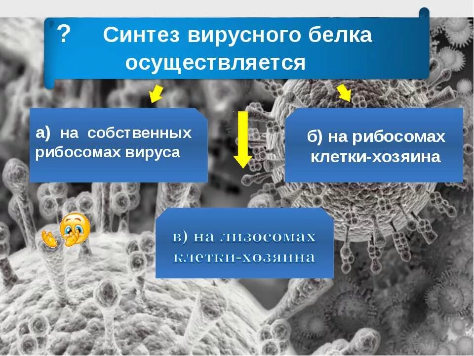 27 синтезы. Синтез вирусного белка осуществляется. Наука изучающая вирусы называется. Синтез вируса. Как называется наука изучающаяся вирусы.