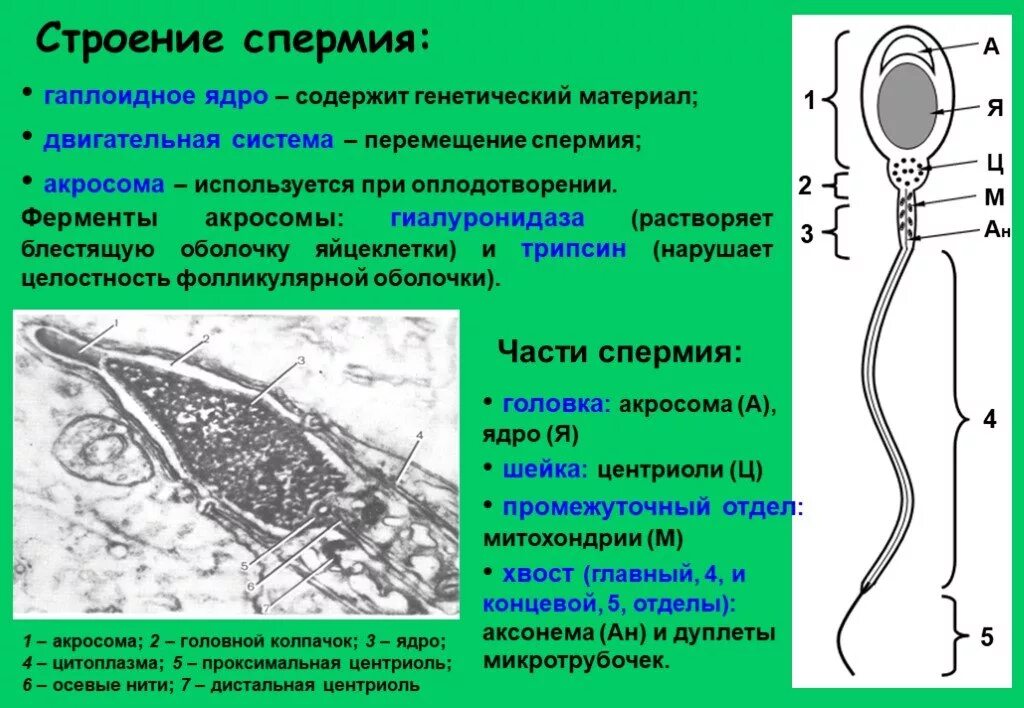 Сколько ядер в спермии