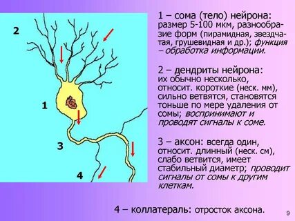 Сигнал к телу нейрона