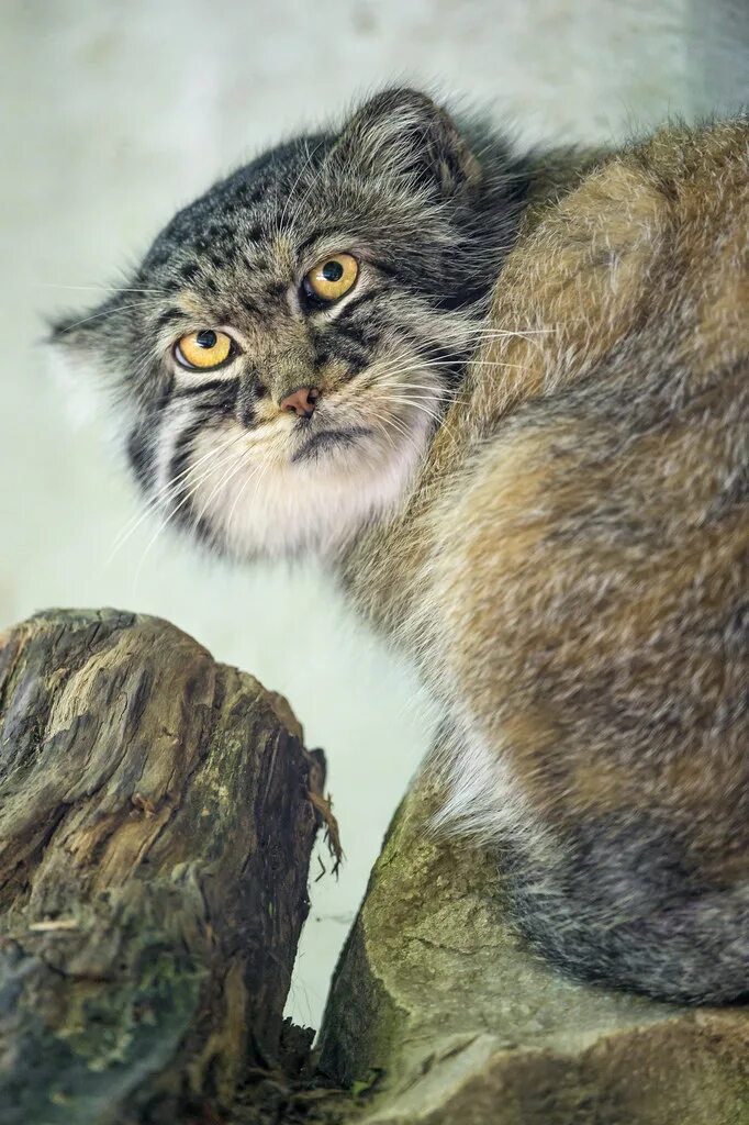 Кот манул котята. Кот манул. сибирский дикий кот манул. камышовый манул. камышовый кот манул.