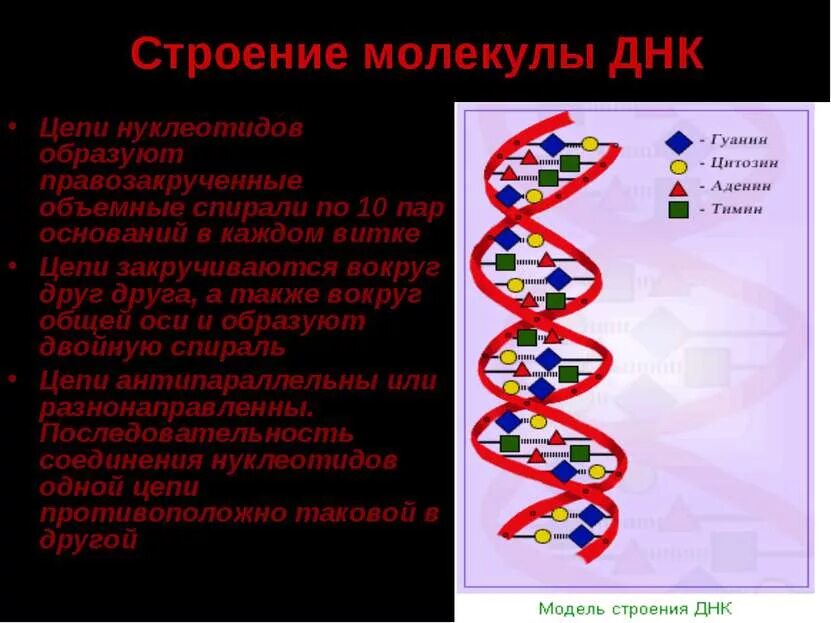 Кодирующая цепь днк имеет последовательность. Строение ДНК презентация. Из чего состоит ДНК. Строение ДНК по полимерам. Модель молекулы ДНК фото.