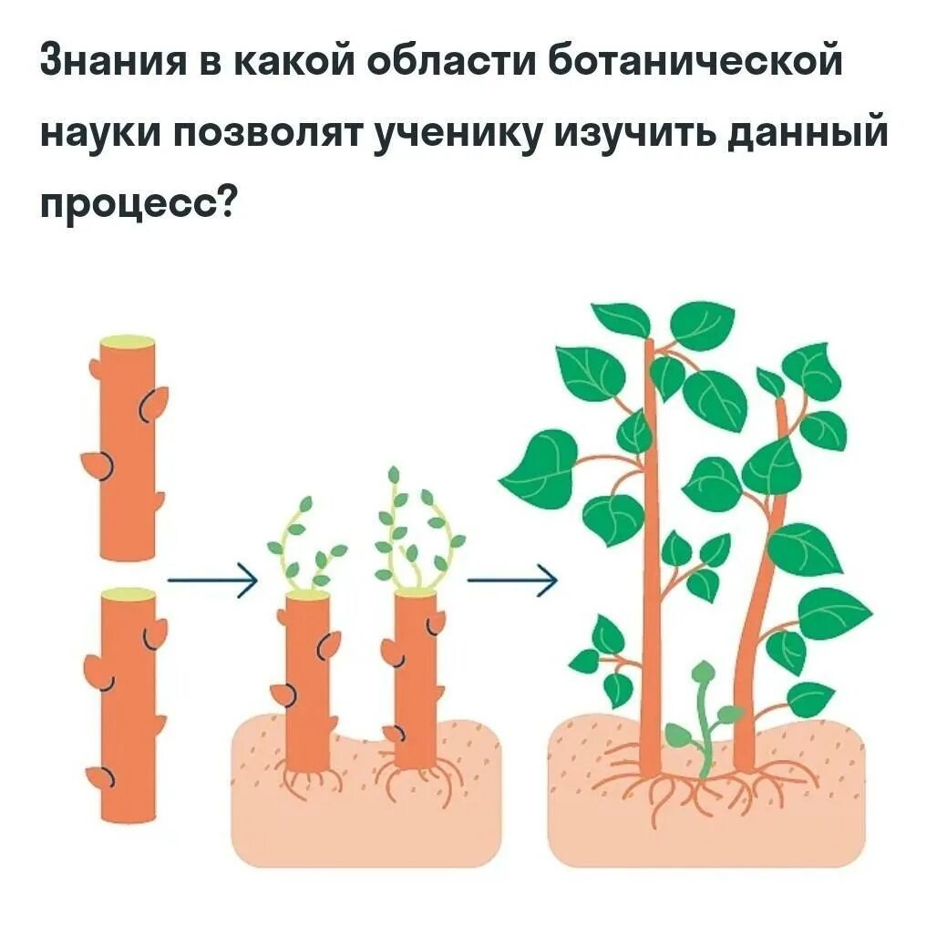 Знание какой Ботанической науки. Знание какой Ботанической науки позволит изучить данный процесс. Процессы Ботанической науки. Знания в области какой науки позволит изучить данный процесс. Какая ботаническая наука изучает размножение растений