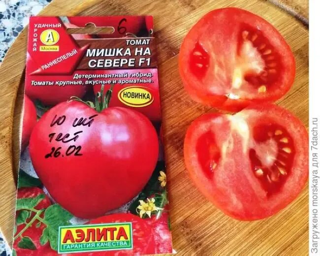 Помидоры сорт мишка. Томат медвежонок f1. томат мишка косолапый. томат мишка косолапый малиновый.