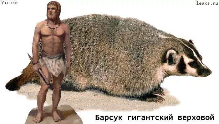 барсук большой. самый большой барсук. европейский барсук. барсук на руках. смешной барсук.