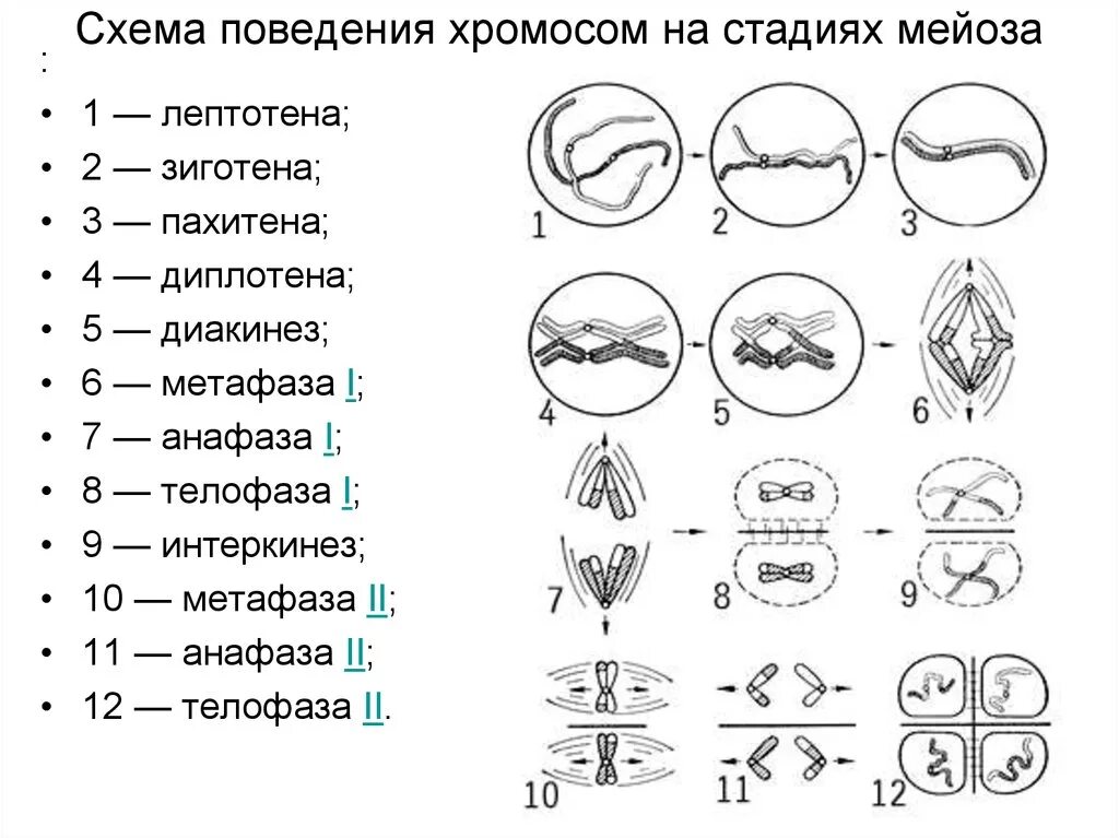 Фазы мейоза схема. Схема мейоза лептотена. Этапы мейоза схема. Мейоз лептотена зиготена пахитена диплотена диакинез таблица. Каким номером на схеме обозначено мейотическое