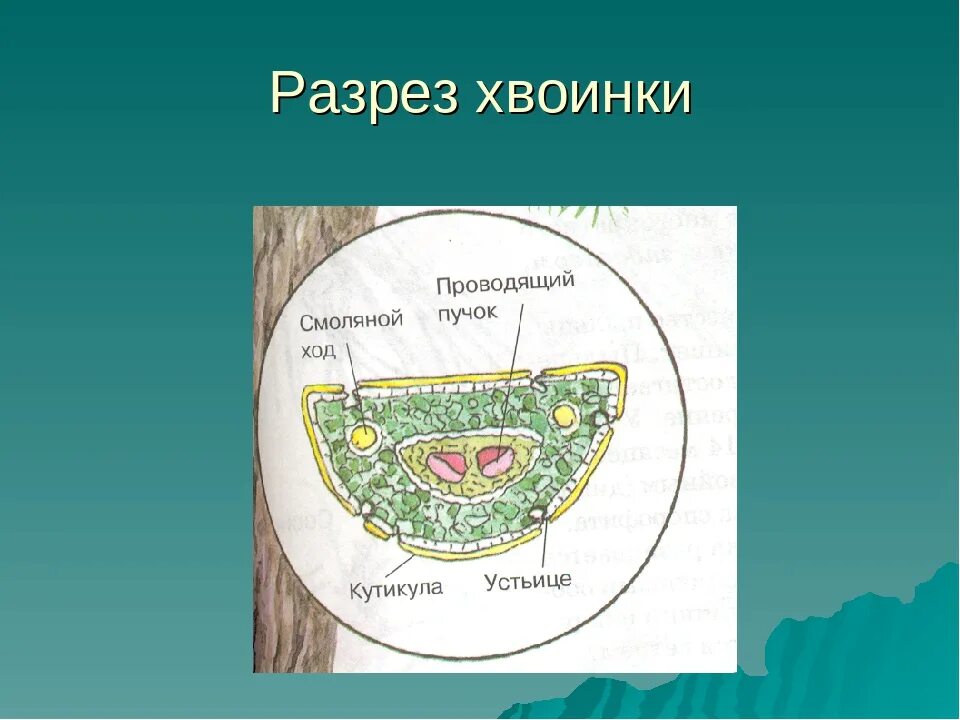 Листья хвойных покрыты кутикулой. Поперечный разрез хвоинки сосны. Поперечный срез хвои сосны. Поперечный срез хвоинки сосны. Анатомическое строение хвоинки сосны обыкновенной.