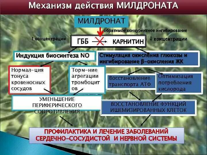 Милдронат польза и вред. Милдронат механизм действия. Механизм действия милдроната. Мельдоний механизм действия на организм человека. Мельдоний механизм действия.