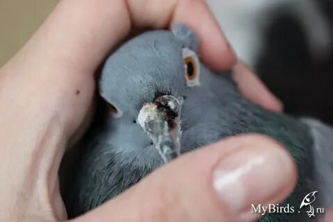 У голубей есть дети