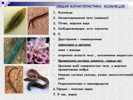 Замечательная особенность этого червя состоит в том