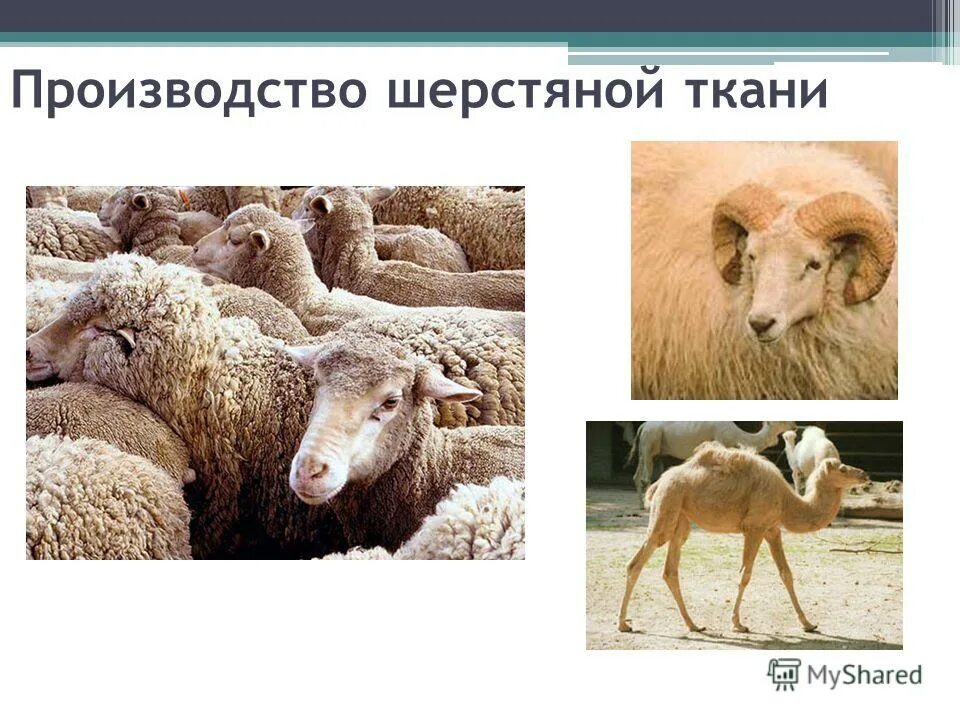 Как получают шерстяную ткань. Как получают шерстяную ткань. Ткани из натуральных волокон шерсть. Ткани из шерсти животных. Как получают шерстяную ткань.