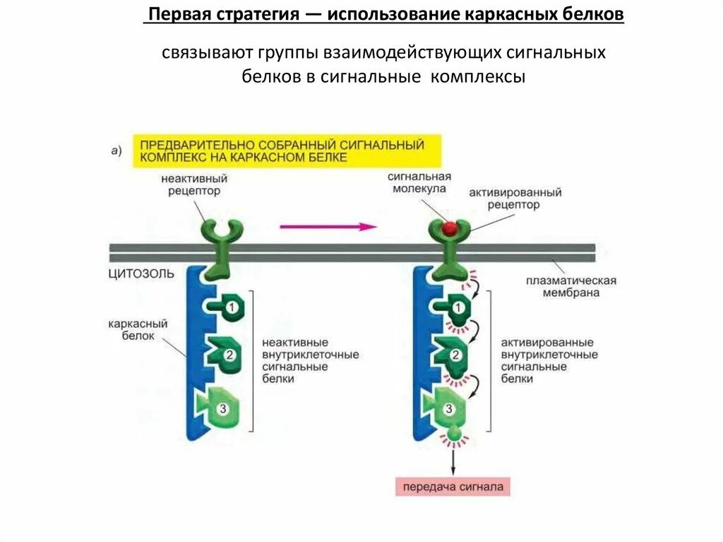 Внутриклеточная передача сигнала. Сигнальные молекулы.. Внутриклеточные сигнальные пути активации клеток. Ингибиторы передачи сигнала внутрь клетки. Сигнальный белок. Первые белковые