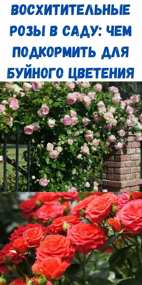 Подкормить розы в июне. Розы перед цветением. Удобрение для роз весной. Чем подкормить розы для пышного цветения.