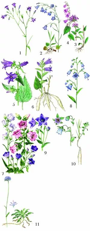 Схема цветка колокольчика. Колокольчик персиколистный строение. Колокольчик персиколистный схема строения. Колокольчик полевой строение. Колокольчик широколистный рисунок.