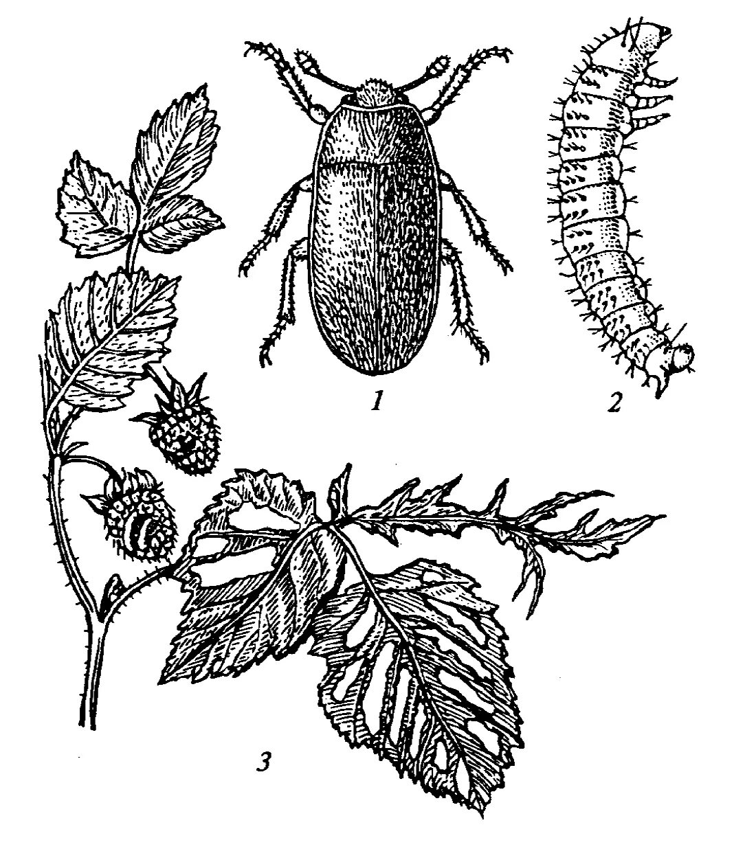 Вредители клубники описание с фотографиями. Малинно-Земляничный долгоносик. Малинно-Земляничный долгоносик личинка. Долгоносик, малинный Жук. Цветоед малинный.