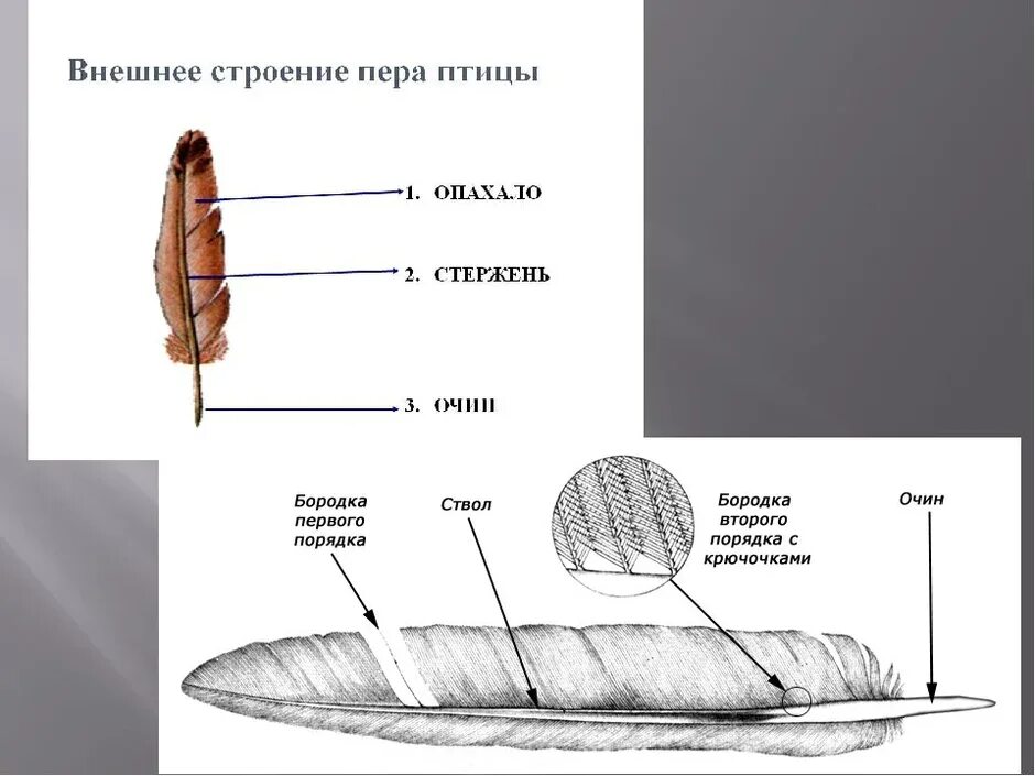 Лабораторная работа строение птицы строение перьев. Строение контурного пера птицы биология 7 класс. схема строения пера птицы. строение перьев птицы биология 7 класс. строение пера птицы 7 класс биология.
