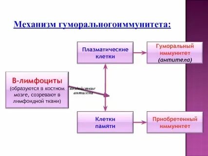 Каковы основные механизмы иммунитета кратко