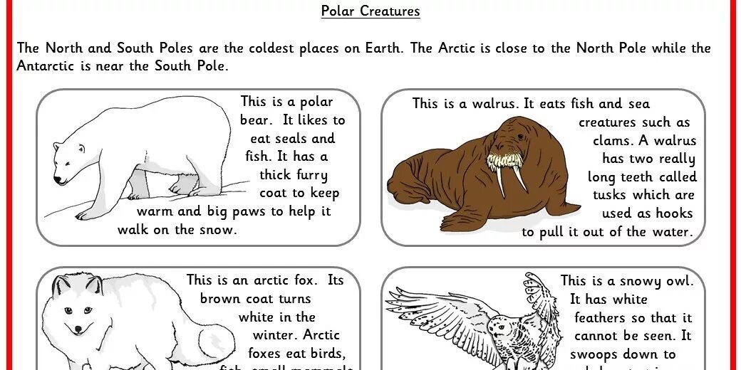 Polar перевод. Arctic animals for Kids. Worksheet на тему Arctic animals. Английский текст Polar Bear. Английский для детей Арктика.