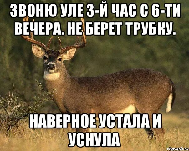 Давно не брал