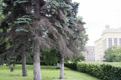 Деревья челябинска