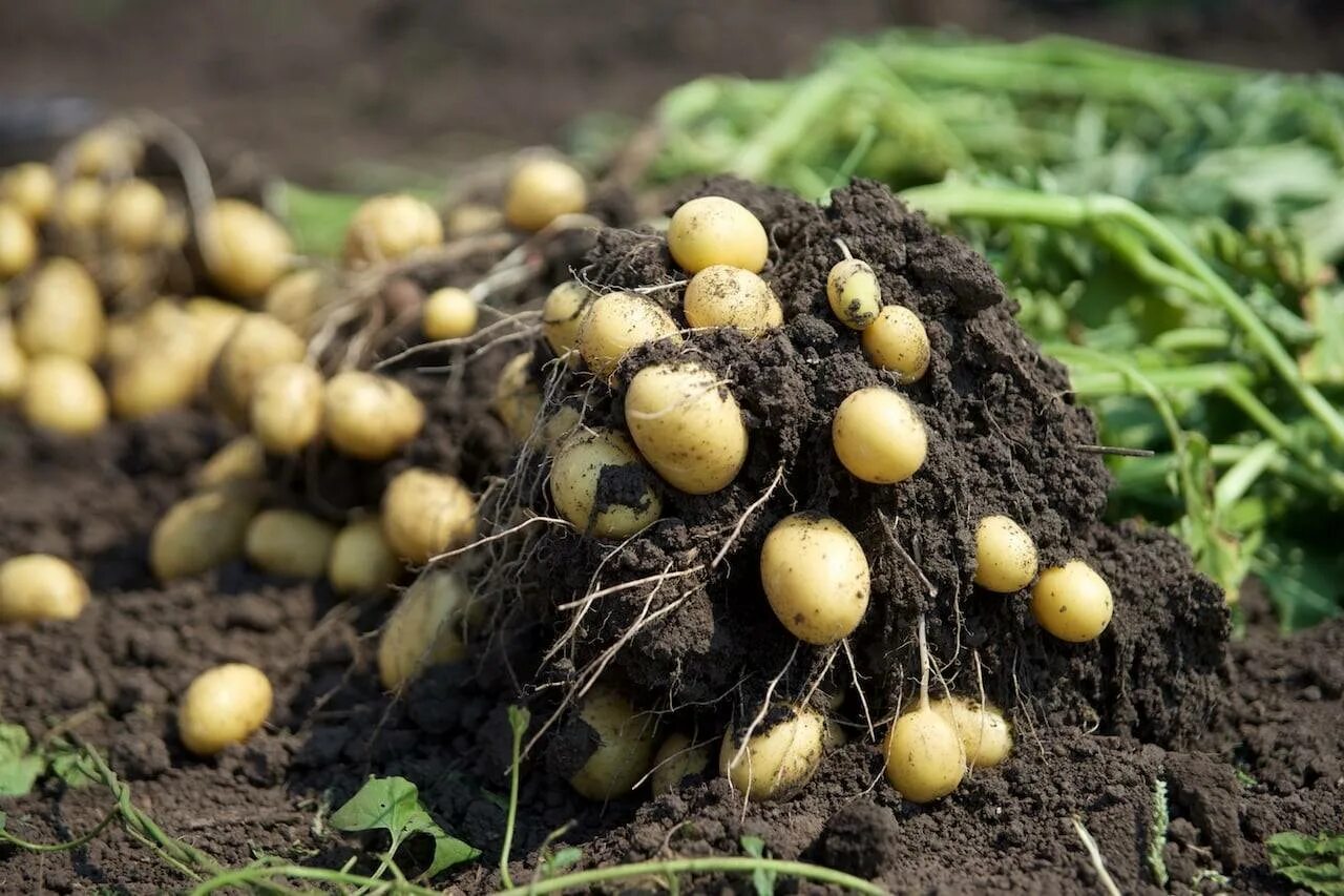 Вырастет ли картошка. Миниклубни картофеля. Картофель клубненосный. Урожай картошки. Семеноводство картофеля.