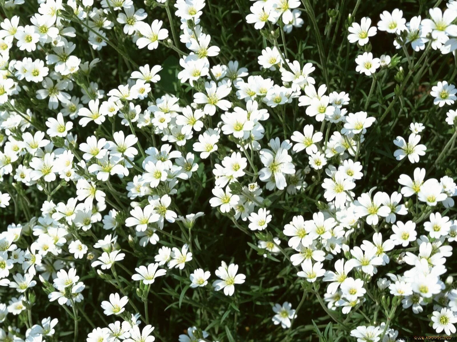 Ясколка Дубравная. Гипсофила белая Луговая. Ясколка в саду. Мелкие белые цветы. Название цветов мелкие белого цвета