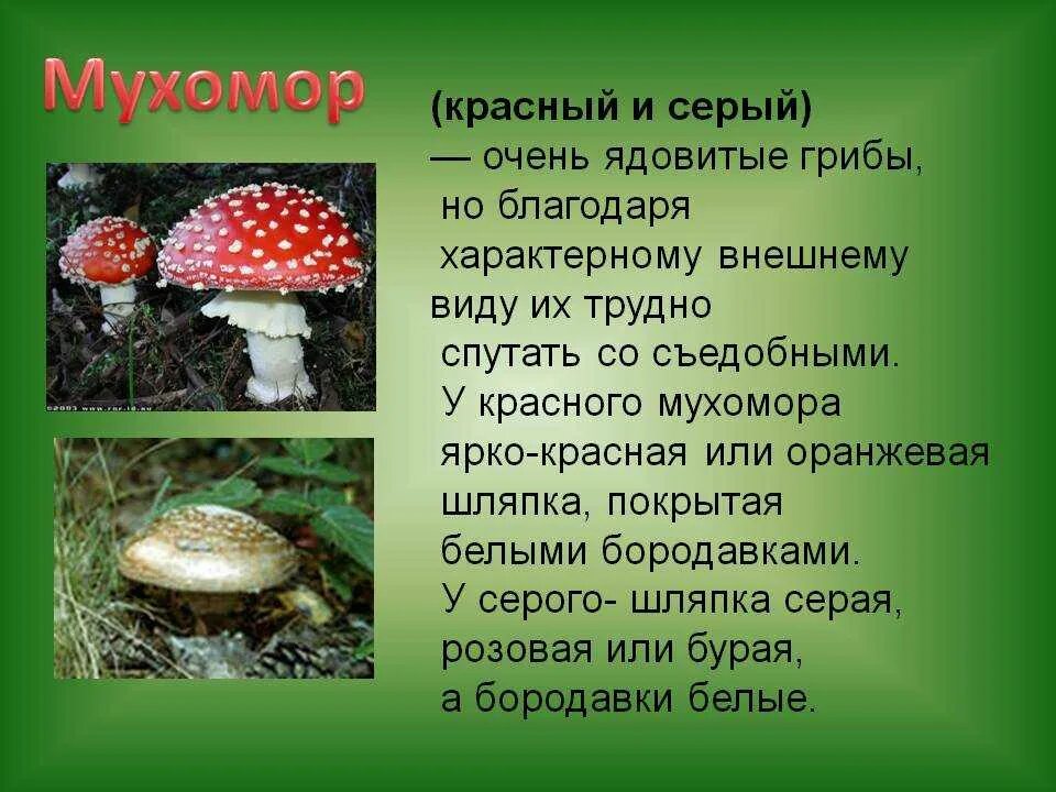 Сообщение о ядовитых растениях и грибах. Бледная поганка 2 класс. Несъедобные грибы для человека. Сообщение на тему ядовитые грибы. Сообщение о ядовитых грибах.