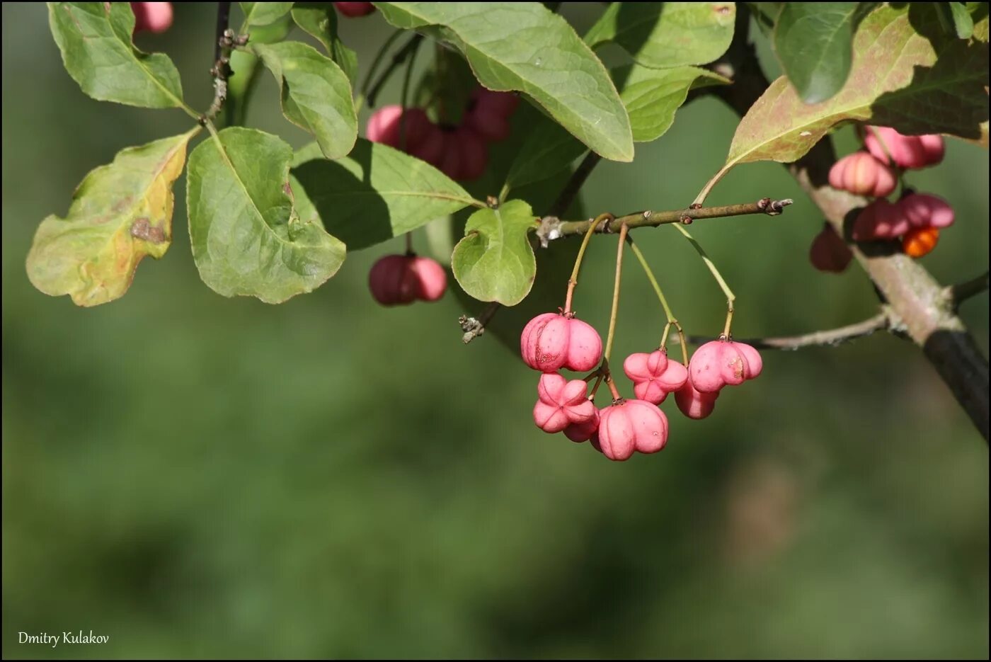 Покажи бересклет. Бересклет маака. бересклет маака euonymus maackii. бересклет европейский (euonymus europaea). бересклет амурский.