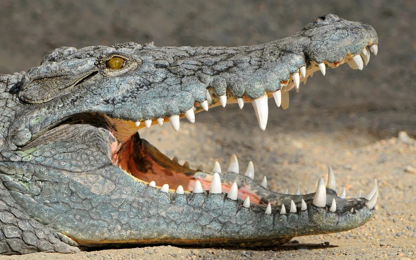 Крокодилы открывают рот. Нильский крокодил зубы. Пресмыкающиеся крокодил. Зубы аллигатора и крокодила. Гребнистый крокодил зубы.