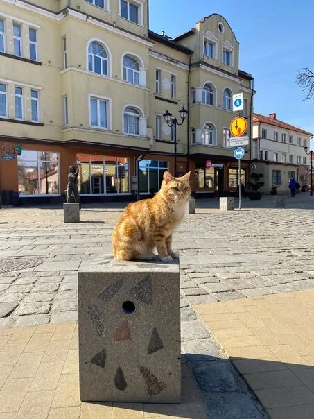 Зеленоградск лайф. Зеленоградск коты. Зеленоградск город котов. Зеленоградск Калининградской области коты. Зеленоградск море коты.