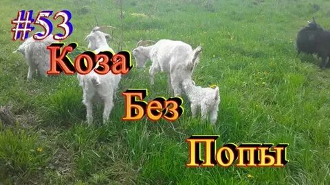 Свежее видео усадьба белая коза