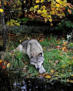 Волчья осень слушать