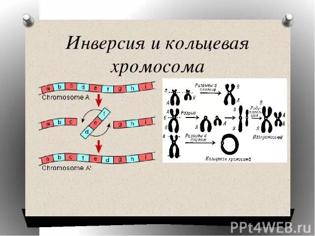 Кольцевая хромосома. Типы инверсии в генетике. Кольцевая хромосома 13. Инверсии Кольцевая хромосома. Кольцевая хромосома 1