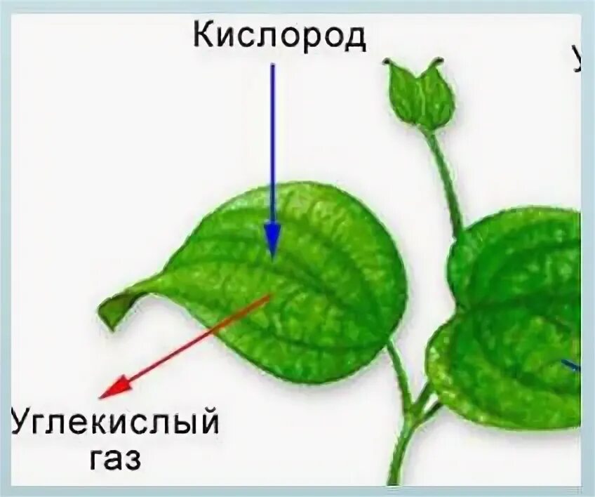 Дыхание растений самостоятельная работа 6 класс. Дыхание растений. Процессы жизнедеятельности растений. Процесс жизнедеятельности растений схема. Изображение процессов жизнедеятельности растений на рисунке.